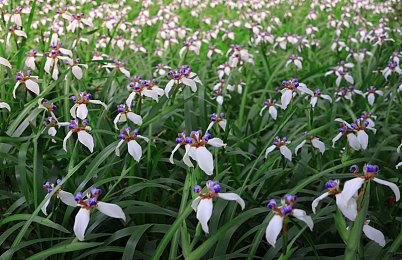 《变废为宝哥布林》发布第二个抢先体验更新“节日”的内容预览